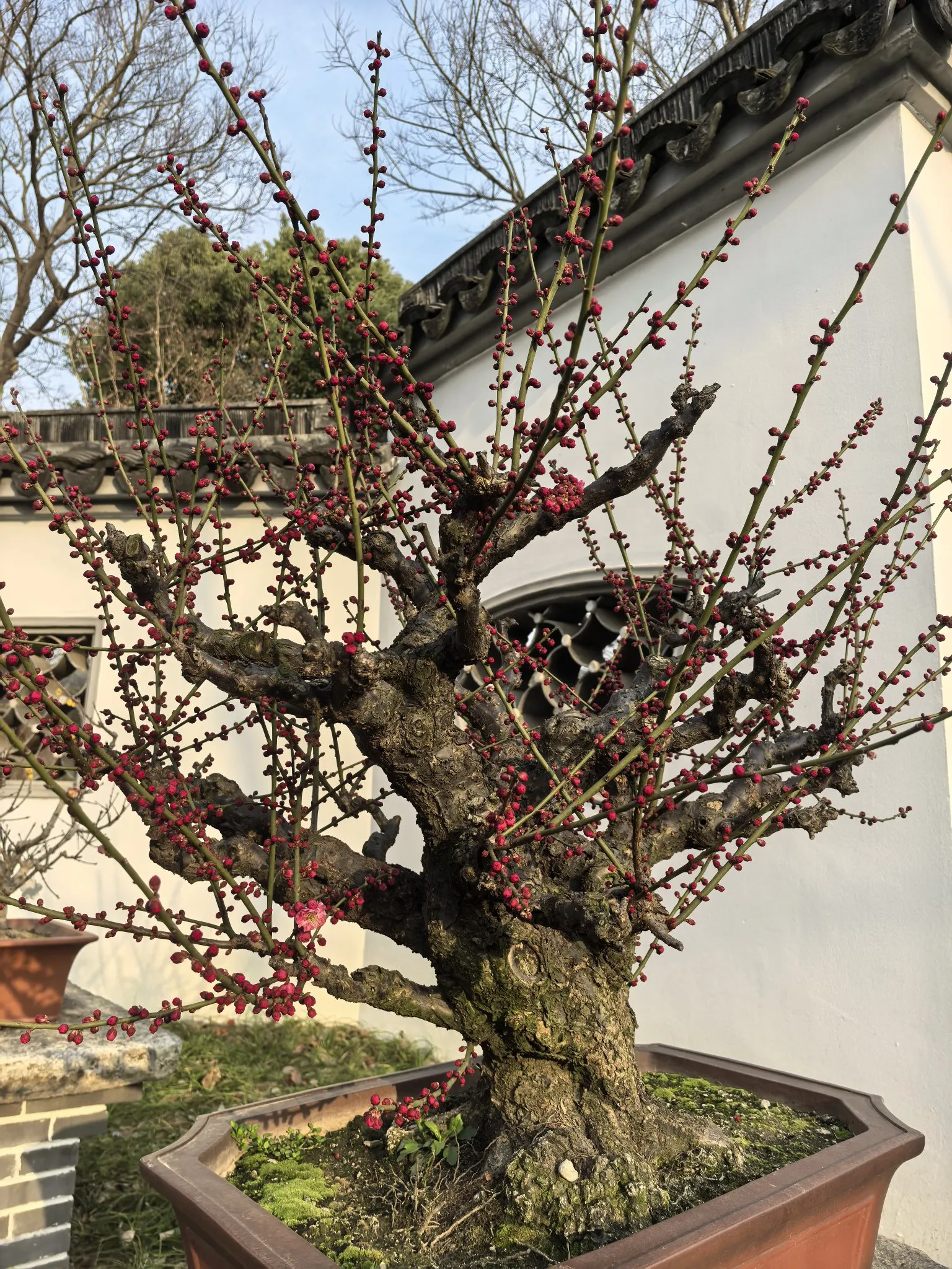 梅园赏梅好时节，粉嫩的花苞绽放在枝头(图2)